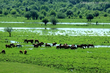 一群湿地里吃草的马 呼伦贝尔