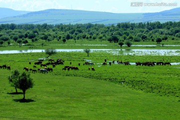 湿地里的马群 吃草