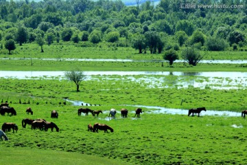 湿地里吃草的马群 大兴安岭