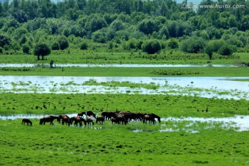 湿地里的三河马群 大兴安岭