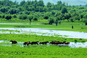 一群在湿地里的马