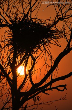 冬日暖阳与鸟巢