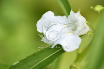 白色凤仙花