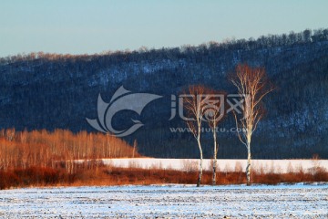 雪野白桦树