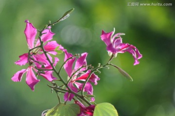 紫荆花