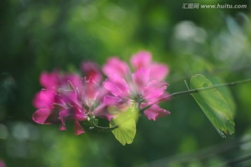 紫荆花