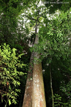 热带雨林树林