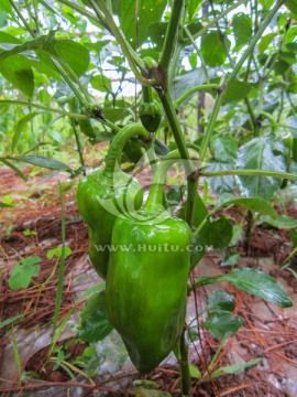 青辣椒 青椒 菜椒