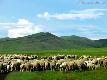 呼伦贝尔草原 牧场 羊群