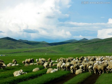 呼伦贝尔草原牧场 羊群