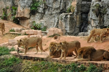 狮子群