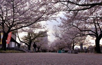 日本大阪公园樱花