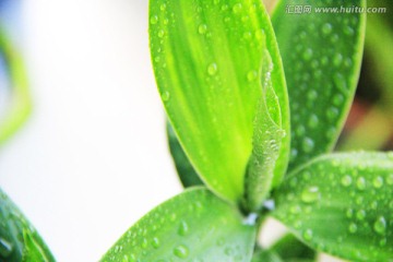 富贵竹 转运竹