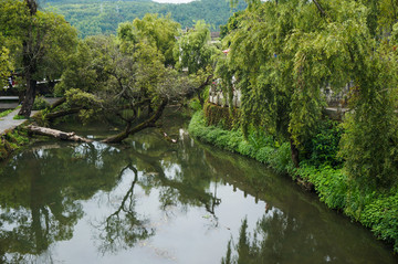 池塘树林景观