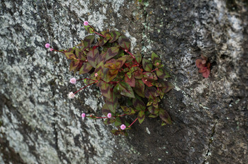 岩石上的小花