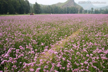 百里画廊花海jpg