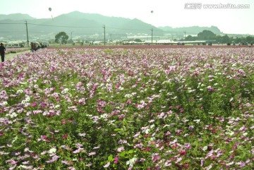 花圃