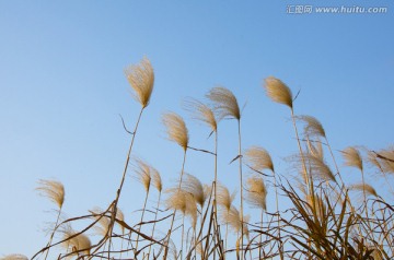 芦苇花