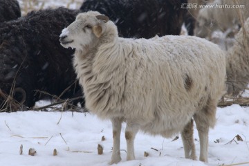 雪地放羊