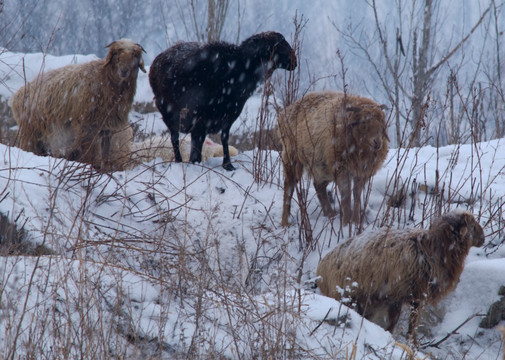 雪地牧羊
