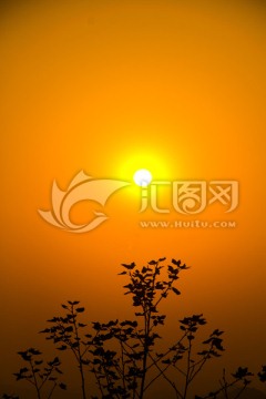 岳麓山树叶夕阳剪影