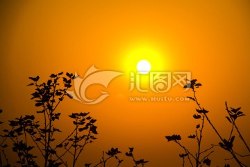 树叶夕阳剪影
