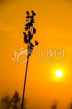 孤独的小草夕阳剪影
