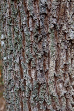 栎树