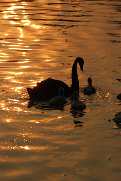 夕阳中黑天鹅 天鹅妈妈和宝宝
