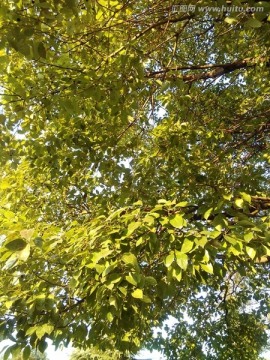 树叶阳光光影