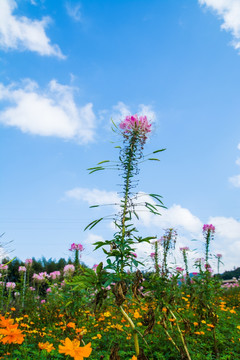 粉红花