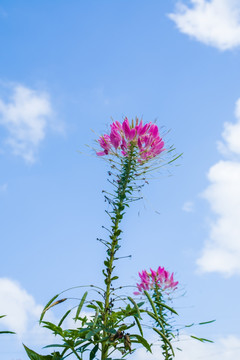 粉红醉蝶花