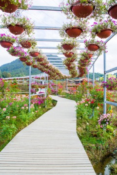 花海走廊