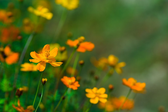 花丛