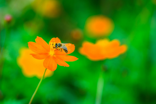 蜜蜂与花