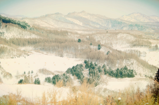 松岭雪村雪松