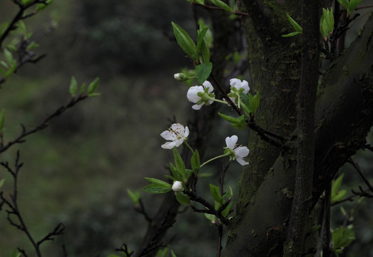 清明时节早晨的梨花