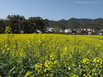 婺源 严田古村落 油菜花海