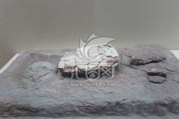 潜山安徽龟化石