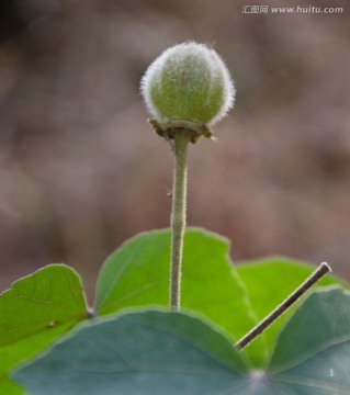 芙蓉树果实