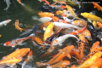 养殖观赏彩色金黄色锦鲤鱼