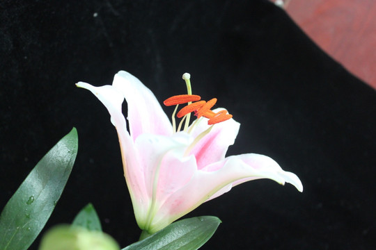 百合