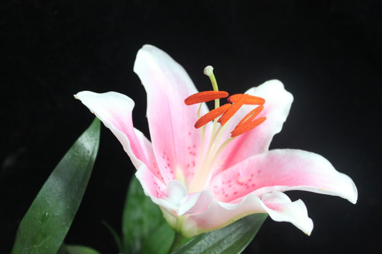 百合