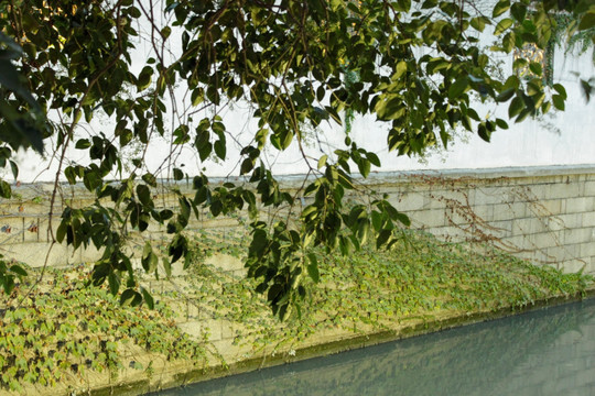 河岸