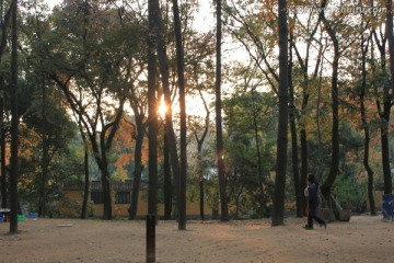 枫树林