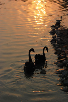 夕阳中黑天鹅 天鹅妈妈和宝宝