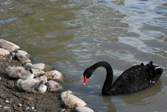 天鹅 黑天鹅 天鹅妈妈和宝宝