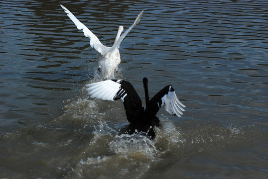 天鹅 黑天鹅与白天鹅 追逐