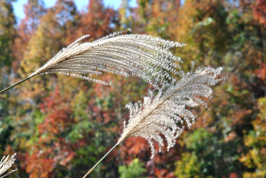 芦苇花