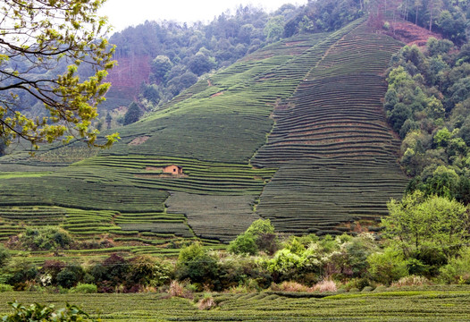 茶叶山